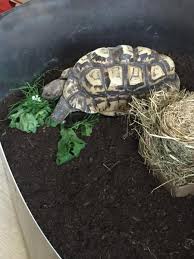 Heute zeigt euch jörg müller seine gruppe pantherschildkröten. Hilfe Mannliche Pantherschildkrote Abzugeben Dght Foren