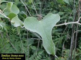 Image result for Smilax