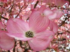 Contact garden goods to buy dogwood trees today. 70 Dogwood Trees Ideas Dogwood Trees Dogwood Flowering Trees