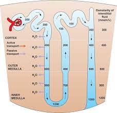 My Notes For Usmle Renal Physiology Medicine Student Anatomy And Physiology
