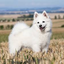 This is a small dog that many confuse with the pomeranian but in this breed can easily get eye infections and can have straining around their eyes especially when you get the puppies home. German Spitz Breed Information Characteristics Heath Problems Dogzone Com
