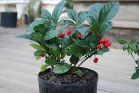 Image result for Ardisia staudtii