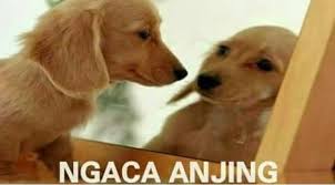 Wallpaper lucu anjing dan earphone gambar kartun lucu dan via kumpulankartunlucu.blogspot.com. Ini Stray Kids Humor Spongebob Anak Lucu Kartun Lucu