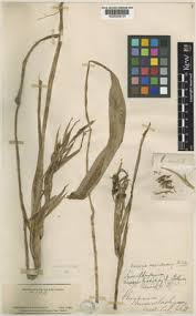 Image result for Halopegia