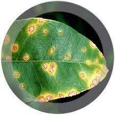 Check spelling or type a new query. 34 Common Lawn Weeds Ideas Common Lawn Weeds Lawn Problems Weeds In Lawn