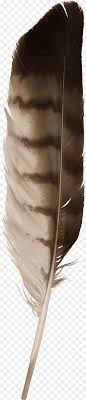 7) cannot be confused with golden eagle feathers (which are never all white), but may be confused with the white flight feathers of swans and domestic white forms of turkey (see section on distinguishing eagle feathers from other species, pp. Eagle Feather Law Feather Animals Feather Thumbnail Png Pngwing