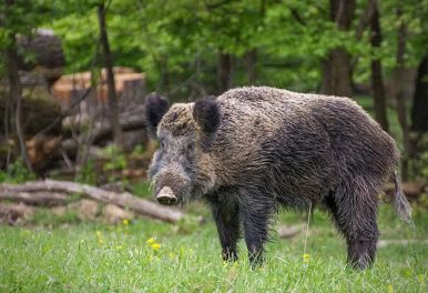 🐗 ЛОВЕН СЕЗОН 2026/2027 – ЛРД „АЛЕКСАНДРОВО“, ТЪРГОВИЩЕ