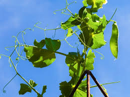 Maybe you would like to learn more about one of these? Diy Trellis Ideas For Beans Peas And How They Re Different Milkwood Permaculture Courses Skills Stories
