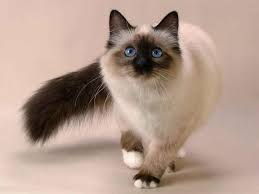 Balinese Cats Are Smart Sweet And Fun To Be Around Like The Siamese They Are Known For Their Ability To Commun Balinese Cat Siamese Cats Facts Snowshoe Cat
