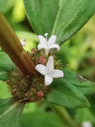 Image result for Spermacoce perennis