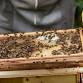 Beekeeping Bootcamp