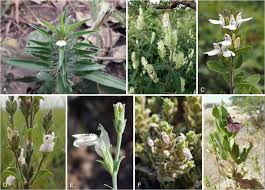Image result for Pogonospermum attenuifolium
