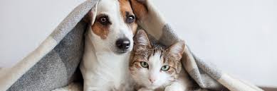 My experiences with all my cats (8 over the years) has been 100% excellent. Veterinary Exams In Newman Ca Westside Animal Hospital