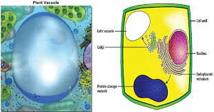 In plant cells, the function of vacuoles is to store water and maintain turgidity of the cell. Vacuoles Definition Structure Types Functions And Diagram