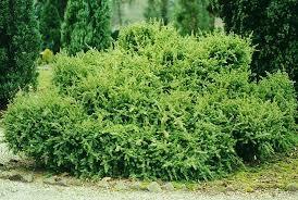 Transport nederland naar letland en van letland naar nederland. Podocarpus Nivalis
