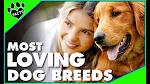 21 Most Affectionate Dog Breeds – Dog Show
