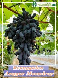 We did not find results for: 8 Keistimewaan Anggur Import Moondrop Bentuk Warna Cantik Yang Juicy Rawabibit Com