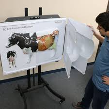 Cow Anatomy 3d Flip Chart