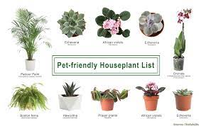 It's a great plant for beginners, and it is completely cat friendly. 16 Pet Safe Houseplants That Are Also Stunning Thefab20s
