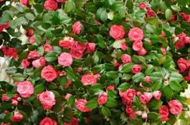 Japonica Dictionary Definition Japonica Defined Colorful Shrubs Shrubs Camellia Tree