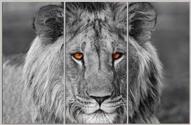 Black And White Split Canvas Prints 3 Panel Split Black White Lion Canvas Print Art Eyes Colored Etsy Black And White Lion Lion Canvas Canvas Prints