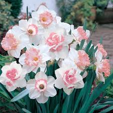 Mar 26, 2021 · also known as giant spider lily, this tropical plant is super easy to grow! Pink Daffodil Mix Michigan Bulb