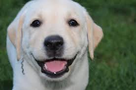 They are now being put up for adoption. Maryland Could Become The Second State To Ban Puppy Mill Sales