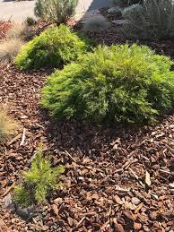Check spelling or type a new query. Acacia Cognata Cousin Itt Under The Solano Sun Anr Blogs
