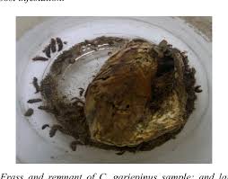 Image result for Afrostyrax kamerunensis