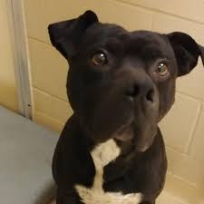 We will contact you shortly. Winston Salem Nc Available Pets For Adoption Forsyth Humane Shelter Humane Society Dogs Dogs Humane Society