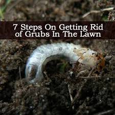 How to get grubs out of your garden. Pin On Lawn