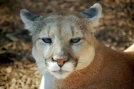 Por qué está el puma en peligro de extinción - Pacto Global Red Colombia