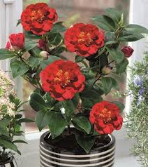 Camellia Japonica Christmas Beauty Christmas Beauty Plants Garden Calendar