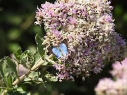 Image result for Plicosepalus amplexicaulis