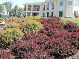 An improved selection from crimson pygmy with richer burgundy foliage color and small velvety leaves that hold their color through summer, changing to a reddish black in the fall. Royal Red Burgundy Barberry