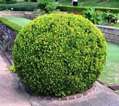 Japanese Boxwood Buxus Japanese Boxwood Boxwood Landscaping Front Yard Landscaping