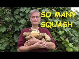 Maybe you would like to learn more about one of these? How To Grow Honey Boat Squash From Start To Finish Gardening Youtube