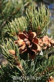 Two Needle Pinon Pine Monrovia Two Needle Pinon Pine Wild Food Wild Edibles Edible Plants