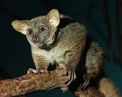 Lesser bush baby populations are widespread and stable. Galago Wikipedia