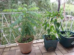 Can anyone guide jf i can still revive this plant. Best Fertilizer For Curry Leaf Tree Cromalinsupport