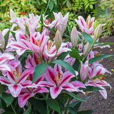 Lilium Jaybird Lilien Pflanzen Blumenzwiebeln Pflanzen