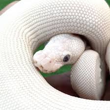 ペットショップJaRep(ジャレップ)