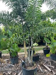 Image result for Rotheca reflexa