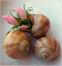 It S Schnecken Time Bepflanzte Schneckenhauser Mit Rosen Schnecken Garten Deko Diy It S Snail Time Planted Snailshells W Art Inspiration Art Snail