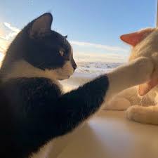 Search for text in url. é»'çŒ«ç™½çŒ«æƒ…ä¾£å¤´åƒå›¾ç‰‡ æœç‹—å›¾ç‰‡æœç´¢