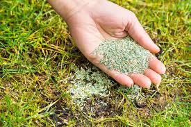 How long does it take seeds to grow grass. How Long Does Grass Seed Take To Grow Ways To Speed It Up Home Style