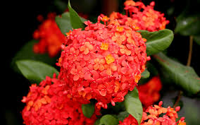 Image result for Ixora praetermissa