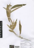 Image result for Commelina petersii