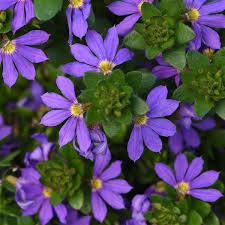 Image result for Scaevola