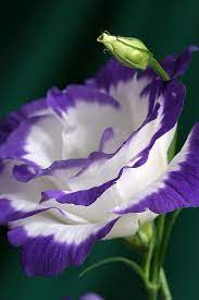 A rose is a woody perennial flowering plant of the genus rosa, in the family rosaceae, or the flower it bears. Flower Beautiful Flowers Love Flowers Amazing Flowers